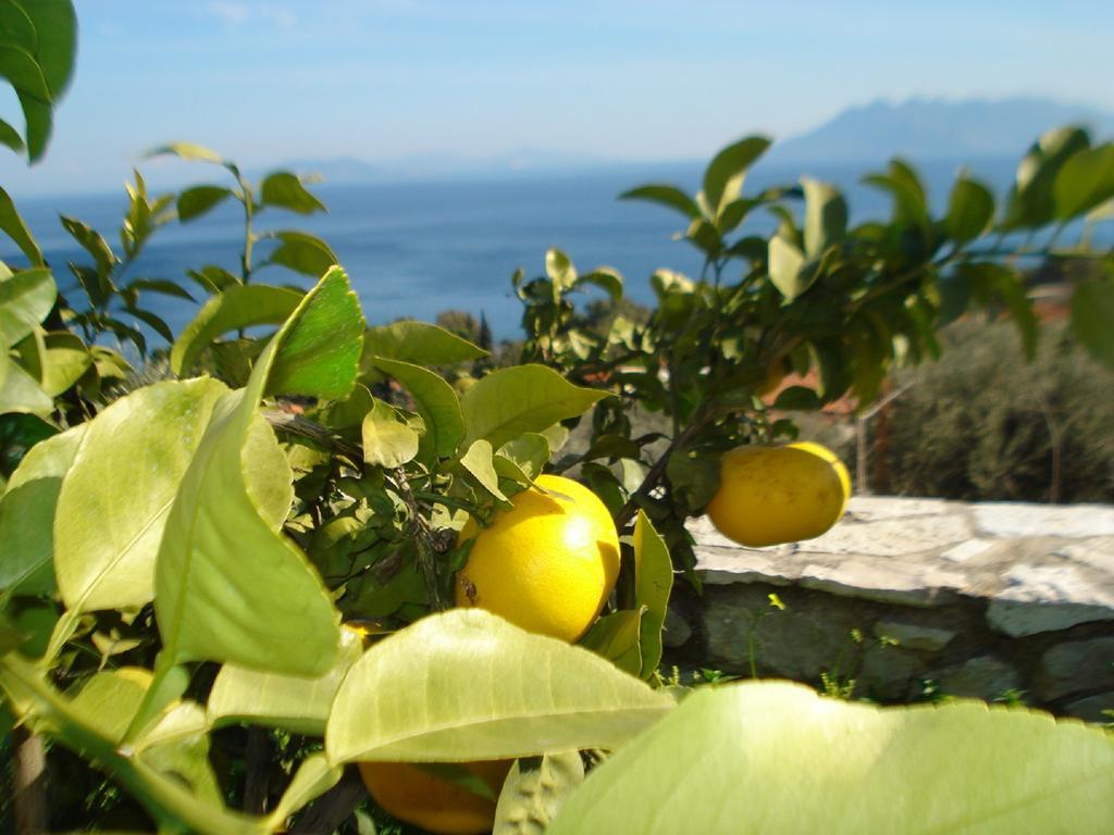Athina Ecofarm * Epidaurus
